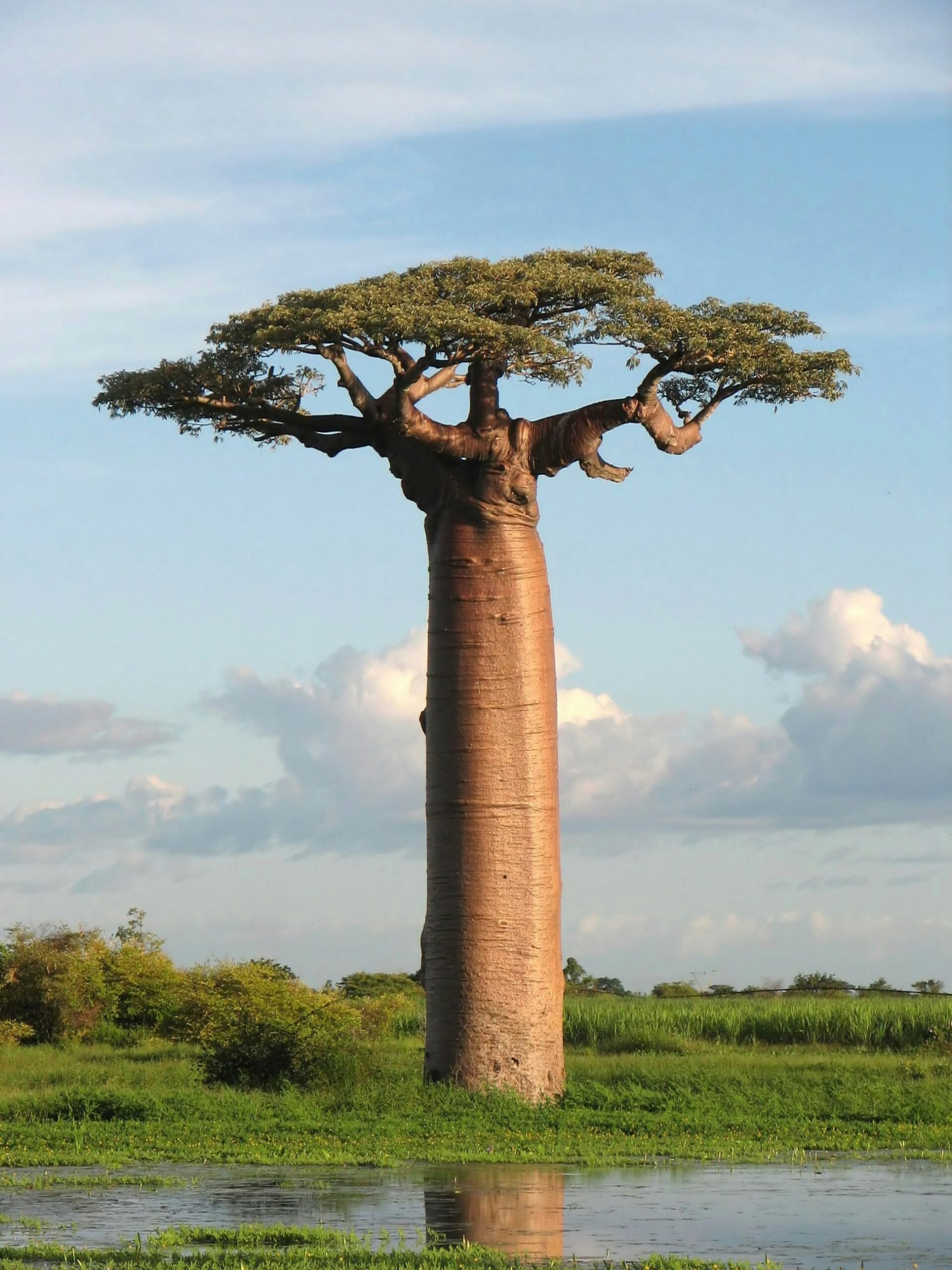 Africa Global Advisory